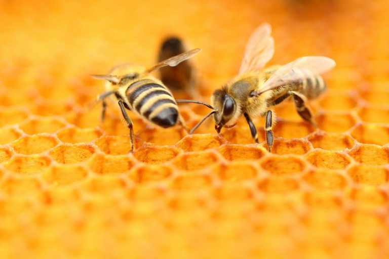 20 de Mayo Día Mundial de las Abejas