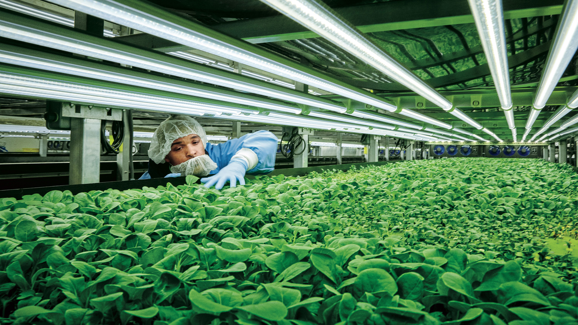 Agriculture manufacturing. Сити фермерство аэропоника. Вертикальные фермы. Вертикальная ферма в Нидерландах. Ферма AEROFARMS В Нью-джерси.