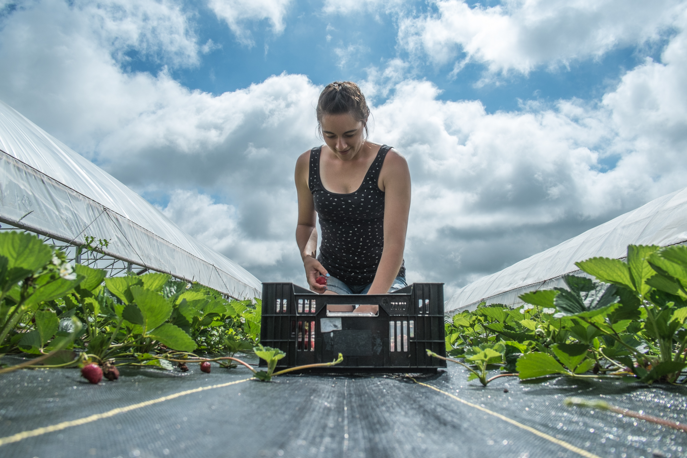 Возможность поставки. Органическая ферма. Натуральное фермерство. Organic Farmer. Органическая ферма костюмы.